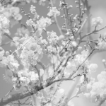 마사부미 키쿠치 Masabumi Kikuchi  [Hanamichi ; The Final Studio Recording Vol.2]  Red Hook/2025